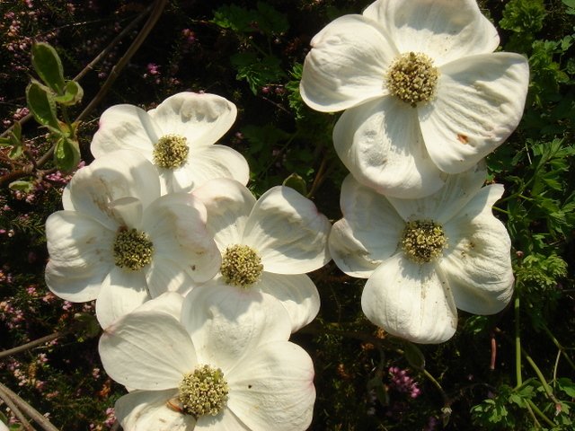 Cornus nuttalii
